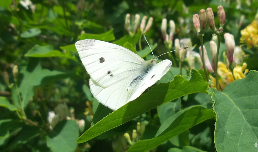 white butterfly meaning